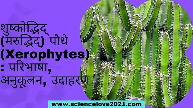 शुष्कोद्भिद् पौधे (Xerophytes) : परिभाषा, अनुकूलन, उदाहरण|hindi