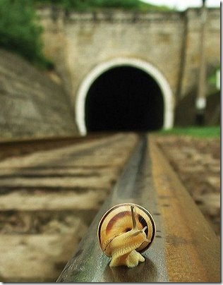caracol