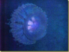 Jelly Fish at Night adjusted