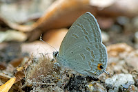 Catochrysops strabo