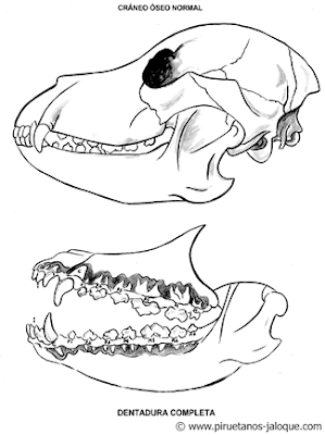 Cráneo del Staffordshire Bull Terrier