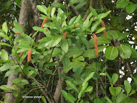 Small orange fruit clusters - Ho'omaluhia Botanical Garden, Kaneohe, HI