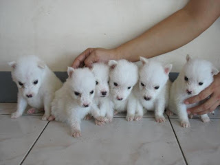 Finnish Spitz Puppy Picture