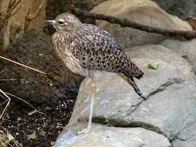 cape thick-knee
