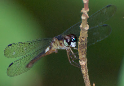 Orchithemis pulcherrima dark m 