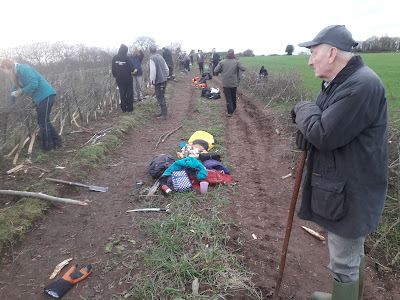 Hedge laying under Arnold's watchful eye. Photo: Paul Loughnane
