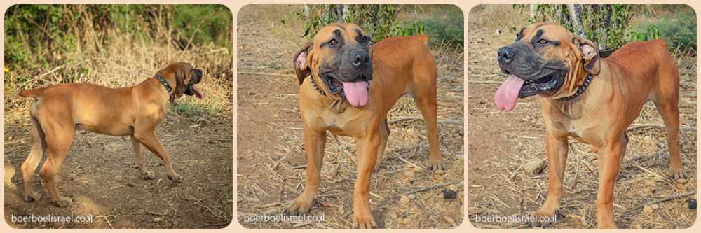 Бурбуль Рина из питомника Бейт А-Бурбуль Исраэль адрес сайта boerboelisrael.co.il