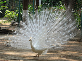 Nice-White-Peacock