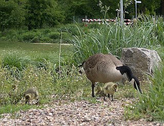 gans mit jungen küken Glockensee