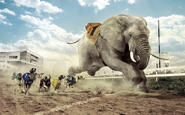 Dogs vs Elephant Racing Photo Manipulation HD Wallpaper