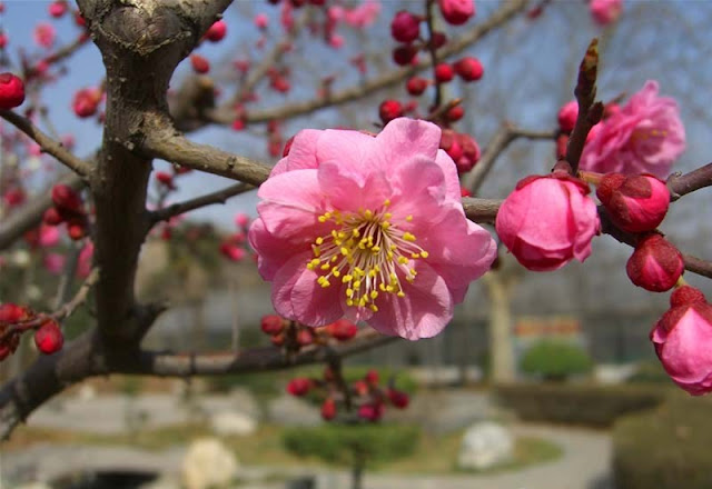 Plum Flowers