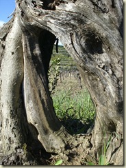 olive trunk 3_1_1