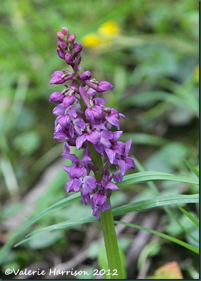 20-orchid
