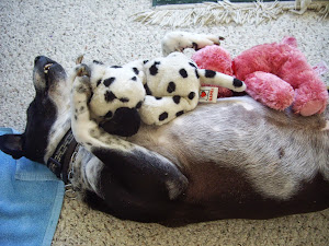 CHESSIE IN DOGGIE JOY