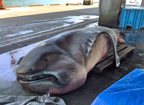  Rare  Shark Caught in Japan 