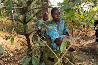 Agro-forestry farmers are tending to the crops in Kigoma, Tanzania. Forests are an integral part of the national agriculture policy with the aim of protecting arable land from erosion and increasing agricultural production. (Credit: fao.org) Click to Enlarge.