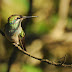 Beautiful Hummingbird Bird Desktop Backgrounds