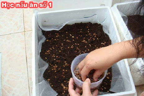 Cách gieo rau cải ngọt trong thùng xốp