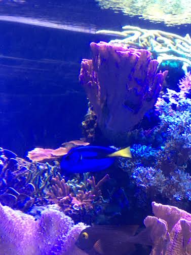 ディズニーで水族館も満喫 The Sea With Nemo Friends At Epcot