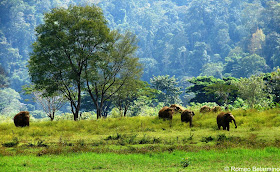 Elephant Habitat