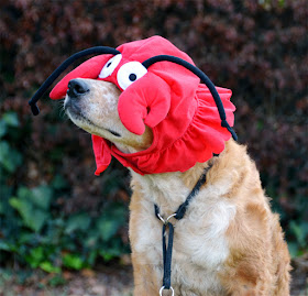 Brisbane wears the lobster hat