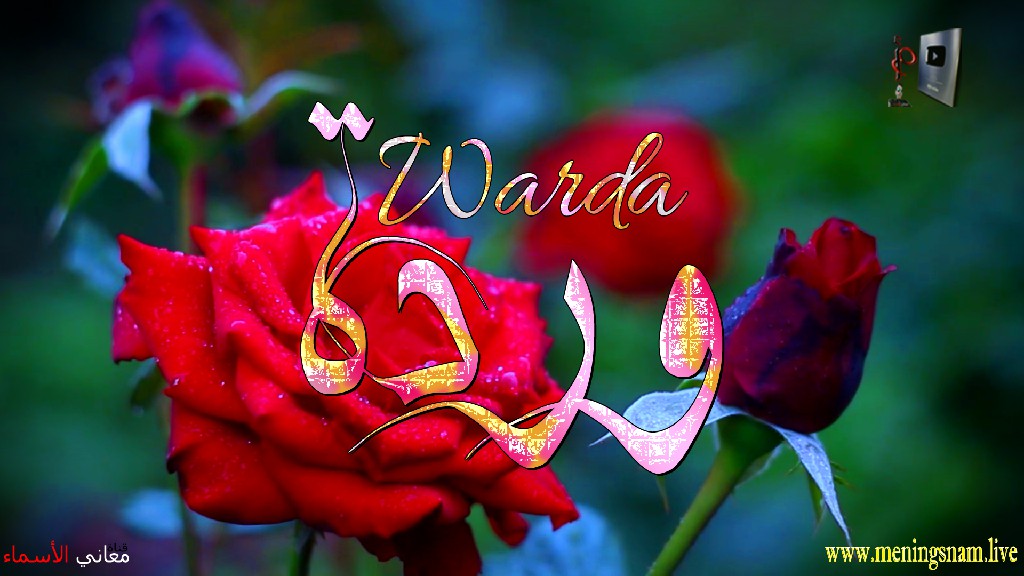 معنى اسم, وردة, وصفات, حاملة, هذ الاسم, Warda,