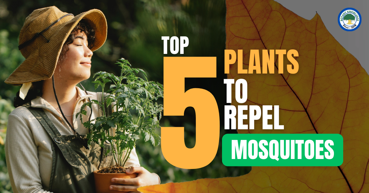 top-5-plants-to-repel-mosquitoes