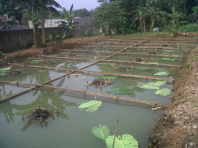 PETANI DAN SUPLIER GURAME, LELE, PATIN DAN IKAN LAINNYA 