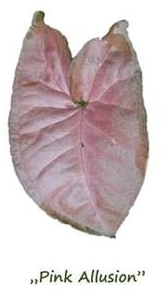 syngonium pink allusion