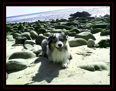 Australian Shepherd in Salema beach