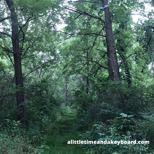 Wandering through the forest at Fox Bluff Conservation Area in Cary, Illinois