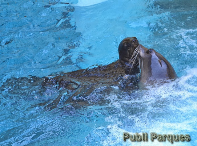 Cría de león marino en Loro Parque jugando con su madre