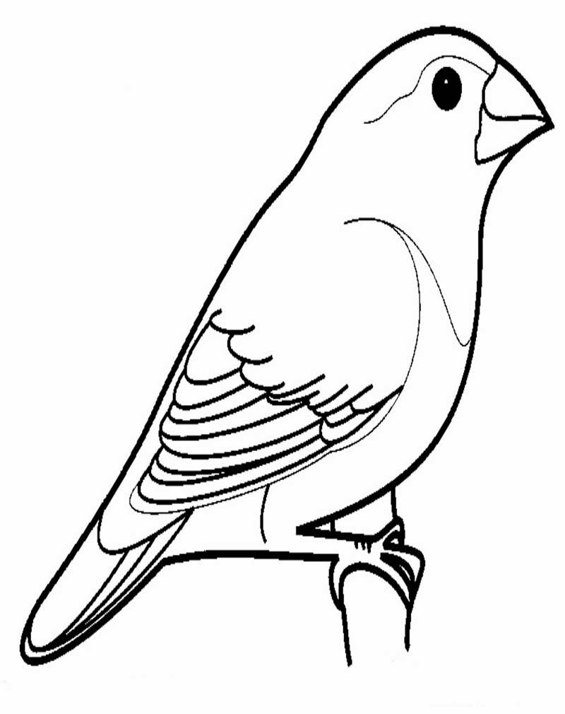  Animasi  Kartun  Lovebird Gambar  Kartun 