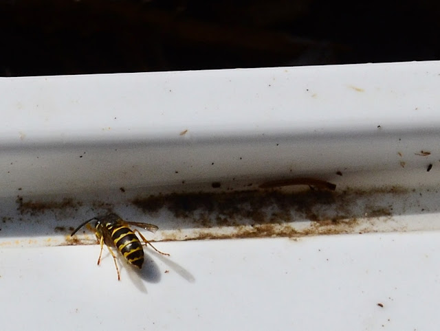 Wasp, Wildlife Garden, https://urbanehillbillycanada.blogspot.com/