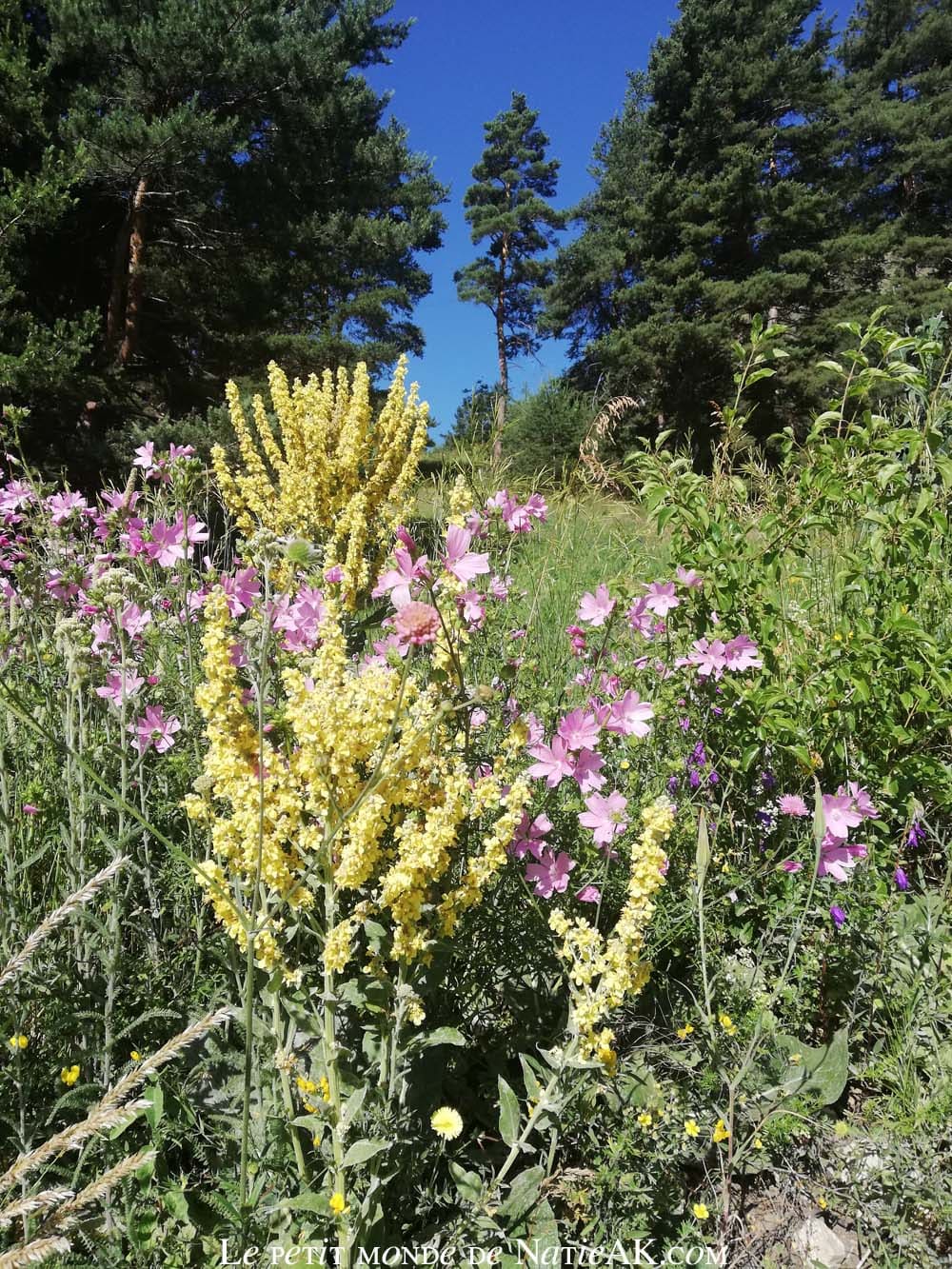 fleurs jeunes Molène des montagnes, Savoie, forts de l'Esseillon