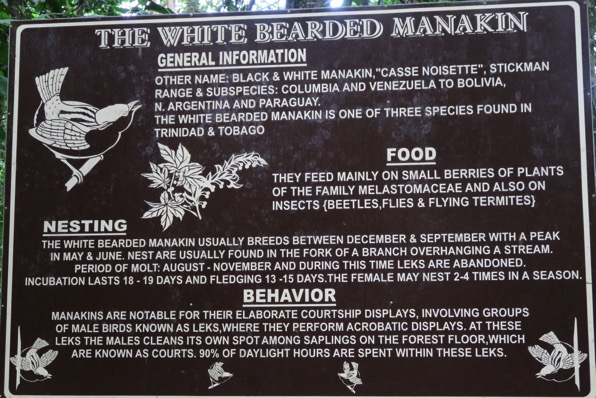 White Bearded Explanation