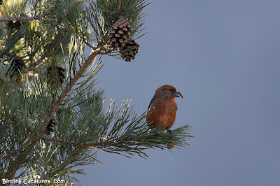 Trencapinyes (Loxia curvirostra)