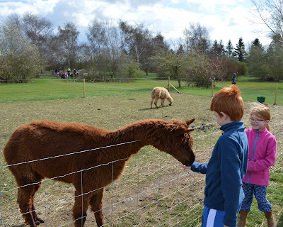 Tattershall Farm Park - A review - feeding an alpaca