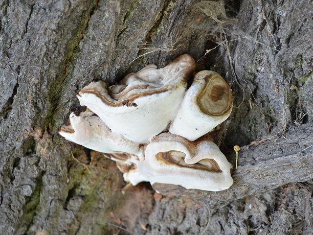 Ganoderma applanatum