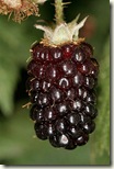 220px-Boysenberry