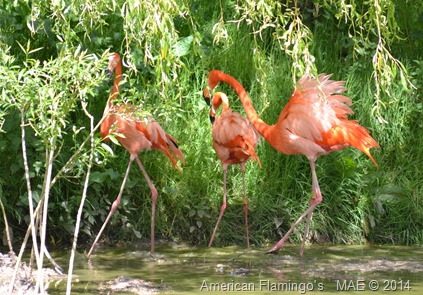 2014-05-25 Whipsnade 026