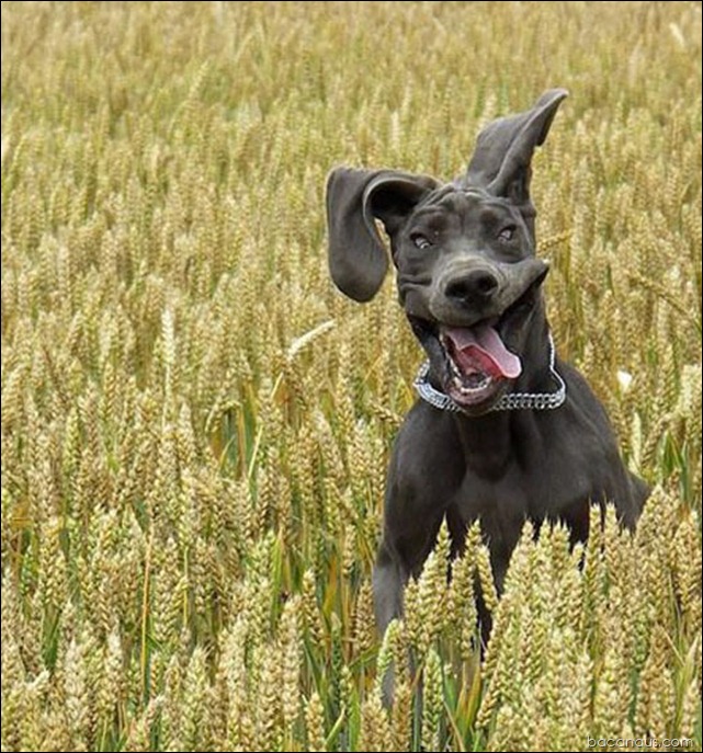 crazy-dogdsfgdsfg-351