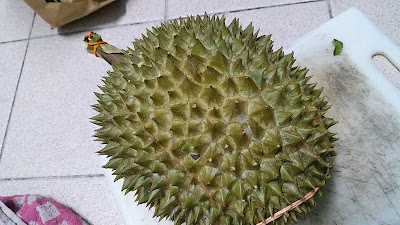 Musang King Vs IOI Mana Lebih Rajanya?