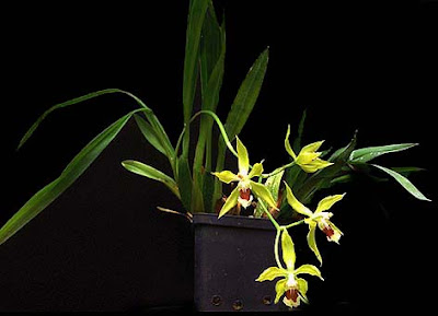 Odontoglossum subuligerum care and culture