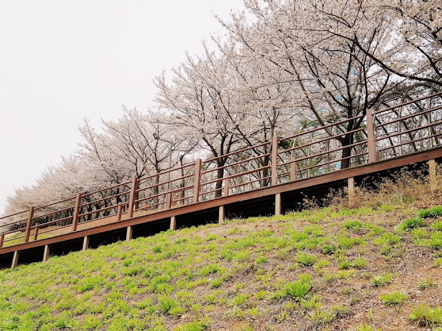 photo spot at Anyangcheon Stream Cherry Blossom Road