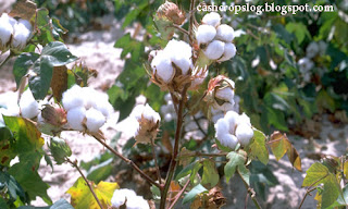 Cotton is an important cash crop 