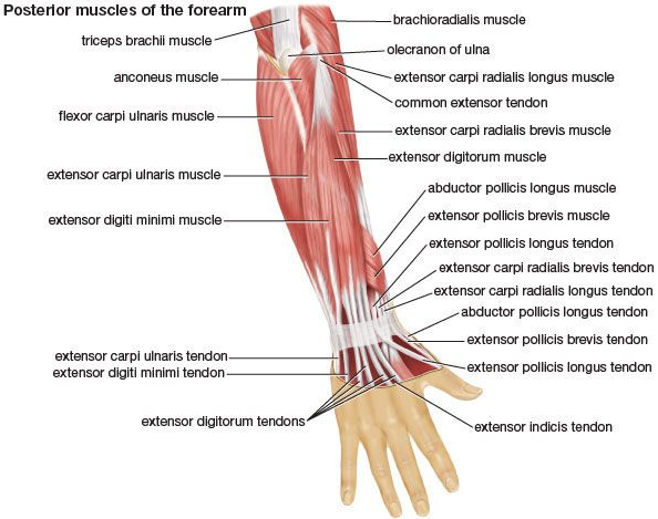 Anatomi Otot Ekstensor Polisis Brevis Pada Otot Pergelangan Tangan Otot korakobrakialis merupakan otot yang akan berfungsi sebagai ekstensi interfalangeal, metakarpofalangeal digit I, dan ekstensi pergelangan tangan. Hal ini bisa terjadi akibat adanya dukungan dari perlekatan origo dan insersi yang ada pada otot ini, serta otot ini juga di dukung oleh karena adanya percabangan persarafan dan perdarahan dari tubuh manusia. Nah untuk mengetahui dengan lebih lanjut lagi mengenai anatomi dari otot ini, silahkan di simak dengan sebagai berikut :  Origo Otot Ekstensor Polisis Brevis Letak perlekatan origo dari otot ini berada di bagian tubuh : Permukaan dorsal badan radius distal hingga ototnya dan membran interoseous  Insersi Otot Ekstensor Polisis Brevis Letak perlekatan insersi dari otot ini berada di bagian tubuh : Dasar falang pertama ibu jari  Aksi atau Fungsi Otot Ekstensor Polisis Brevis Aksi atau fungsi yang dihasilkan oleh otot ini adalah sebagai berikut ini : Ekstensi interfalangeal Metakarpofalangeal digit I Ekstensi pergelangan tangan  Saraf Otot Ekstensor Polisis Brevis Percabangan persarafan  dari otot ini berasal dari nervus : n. radial dalam  Arteri Otot Ekstensor Polisis Brevis Percabangan perdarahan atau pembuluh darah dari otot ini berasal dari arteri : a. radial  Nah itu dia bahasan dari anatomi otot ekstensor polisis brevis pada otot pergelangan tangan manusia. Melalui penjelasan di atas bisa diketahui mengenai anatomi origo, insersi, aksi atau fungsi, saraf, dan arteri dari otot ini. Mungkin hanya itu yang bisa disampaikan di dalam artikel ini, mohon maaf bila terjadi kesalahan di dalam penulisan, dan terimakasih telah membaca artikel ini."God Bless and Protect Us"