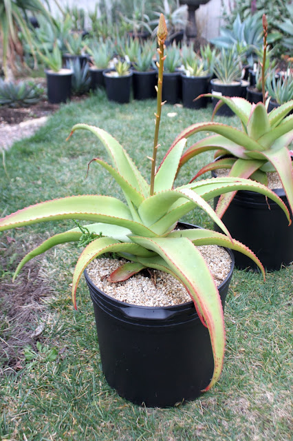 Aloe vanbalenii in 10 gal pot