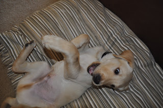 This is a picture of Bob laying on a brown and white striped dog bed. He's laying on his back and trying to either bite his back feet or his tail so his mouth is wide open and he looks kind of crazy.