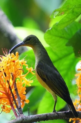 Jenis-Jenis Burung Kolibri